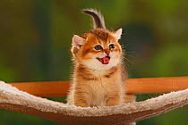 British Shorthair Cat, kitten, golden-ticked-tabby, vocalising
