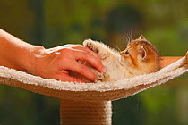 British Shorthair Cat, kitten, golden-ticked-tabby, being stroked