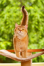 British Shorthair Cat, golden-ticked-tabby, standing, looking up
