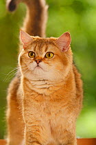 British Shorthair Cat, golden-ticked-tabby, looking up
