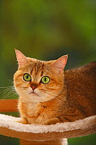 British Shorthair Cat, golden-mackerel-tabby, portrait