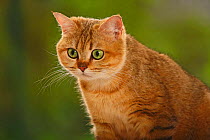 British Shorthair Cat, golden-mackerel-tabby