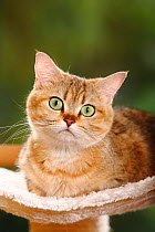 British Shorthair Cat, golden-mackerel-tabbym portrait