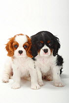 Two Cavalier King Charles Spaniel, puppies, blenheim and tricolour, 9 weeks, sitting