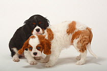 Two Cavalier King Charles Spaniel, puppies, blenheim and tricolour, 9 weeks, one sitting, one standing
