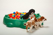 Three Cavalier King Charles Spaniel, puppies in ball pool, two blenheim and one tricolour, 9 weeks