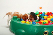 Two Cavalier King Charles Spaniel, puppies, blenheim and tricolour, 9 weeks, one play biting the other in ball pool