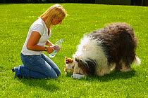 Woman porviding water for a Chihuahua and Bobtail / Old English Sheepdog to drink