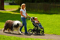 Woman walking along path pushing her daughter in a pushchair with Chihuahua on the child's lap and Bobtail / Old English Sheepdog on lead