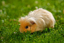 Crested Guinea Pig, cream, on grass
