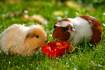 Two Crested Guinea Pigs, cream and tan and white, feeding on red pepper on grass