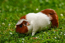 English Crested Guinea Pig, tan and white