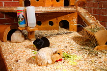 Three Guinea Pigs in enclosure
