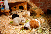 Five Guinea Pigs in enclosure