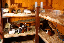 Guinea Pigs in two-stories enclosure