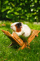 Guinea Pig (Cavia porcellus) portrait, white and tan short coated, in wooden  feeding rack, on garden lawn