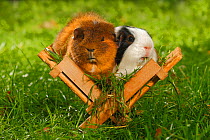 Two Guinea Pigs (Cavia porcellus) white/black and tan short coated, in wooden feeding rack, on garden lawn