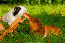 Two Guinea Pigs (Cavia porcellus) white/black and tan short coated, on garden lawn feeding on piece of apple.
