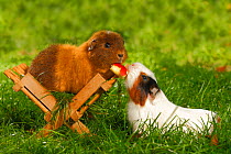 Two Guinea Pigs (Cavia porcellus) white/black and tan short coated, on garden lawn feeding on piece of apple.