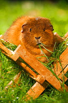 Guinea Pig (Cavia porcellus) tan short coated, in wooden feeding rack, on garden lawn, feeding on grass