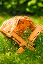 Guinea Pig (Cavia porcellus) golden long haired, in wooden feeding rack, on garden lawn, feeding on grass