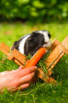 Guinea Pig (Cavia porcellus) black and white short coated, in wooden feeding rack, on garden lawn, being fed carrot. Model rleased