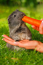 Guinea Pig (Cavia porcellus) grey short coated, on garden lawn, being fed carrot