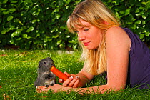 Woman feeding carrot to a Guinea Pig (Cavia porcellus) grey short coated, on garden lawn,
