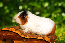 Guinea Pig (Cavia porcellus) white and tan, short coated, on roof of its house, on garden lawn