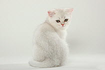 British Shorthair Cat, kitten, silver-shaded, portrait sitting and turned to face camera.