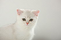 British Shorthair Cat, kitten, silver-shaded, head portrait.