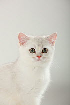 British Shorthair Cat, kitten, silver-shaded, head portrait, sitting