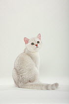British Shorthair Cat, kitten, silver-shaded, portraits sitting, looking above.