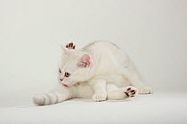 British Shorthair Cat, kitten, silver-shaded,  licking / washing herself