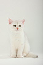 British Shorthair Cat, kitten, silver-shaded, portrait sitting.