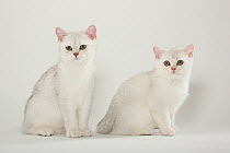 Two British Shorthair Cats, kittens, silver-shaded, sitting together.