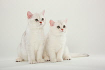 Two British Shorthair Cats, kittens, silver-shaded, sitting together.