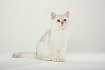 British Shorthair Cats, kitten, silver-shaded, sitting.