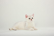 British Shorthair Cat, kitten, silver-shaded, portrait lying down.