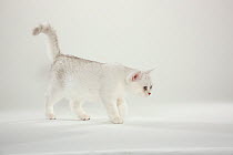 British Shorthair Cat, kitten, silver-shaded, portrait walking / standing