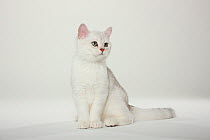 British Shorthair Cat, kitten, silver-shaded, portrait sitting