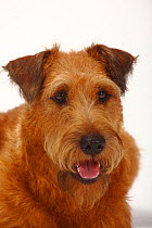 Irish Terrier head portrait, panting.