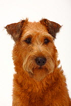 Irish Terrier, head portrait