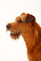 Irish Terrier head portrait in profile, panting