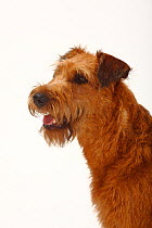Irish Terrier head portrait sitting, panting
