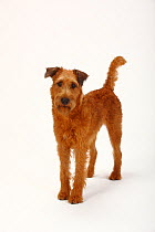 Irish Terrier portrait, standing, with tail wagging