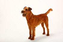 Irish Terrier portrait, standing in profile, with tail wagging