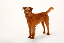 Irish Terrier portrait, standing in profile with tail wagging