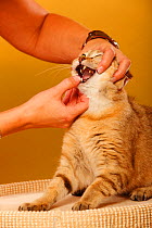 British Shorthair Cat, golden-ticked tabby  having teeth checked by a woman