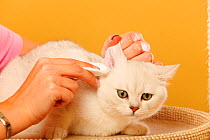 British Shorthair Cat, silver-shaded, having ears cleaned by a woman